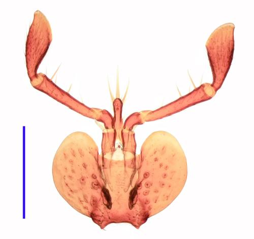 Drypta dentata